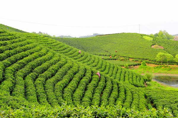 信陽 以茶興業(yè)富農真